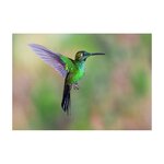 green hummingbird.jpeg