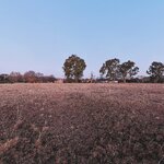 Rosendal Park Sunset_PI-0.jpg
