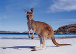 western-australia-kangaroo-beach_zoc.jpg